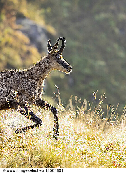 Profile view of wild Chamois  Hohneck  France