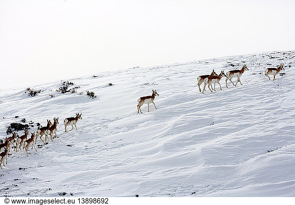 Pronghorn Antelope in Snow