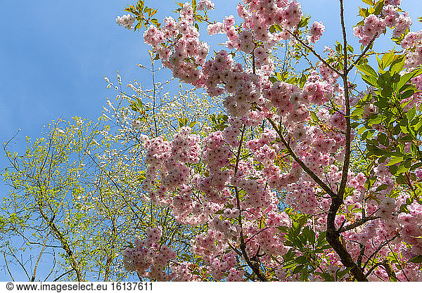 Prunus 'Kursar' in bloom in a garden  spring  Somme  France