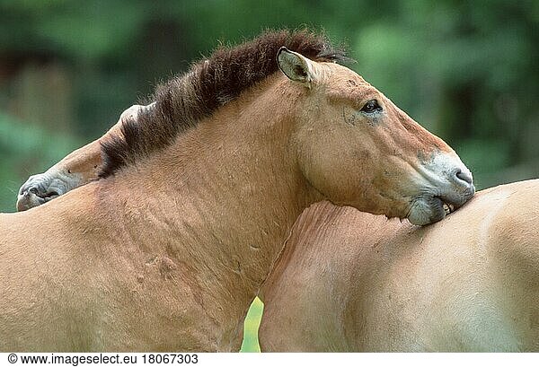 Przewalski-Pferde (Equus przewalskii)  Paar  Grooming  Przewalski's Wild Horses  pair (Säugetiere) (mammal animals) (Huftiere) (hoofed animals) (Pferde) (horses) (Pferdeartige) (equids) (Unpaarhufer) (asia) (außen) (outdoor) (seitlich) (side) (Porträt) (portrait) (stehen) (standing) (zärtlich) (tender) (adult) (zwei) (two) (Querformat) (horizontal) (Zuneigung) (Pflege) (care) (beauty) (Fellpflege)