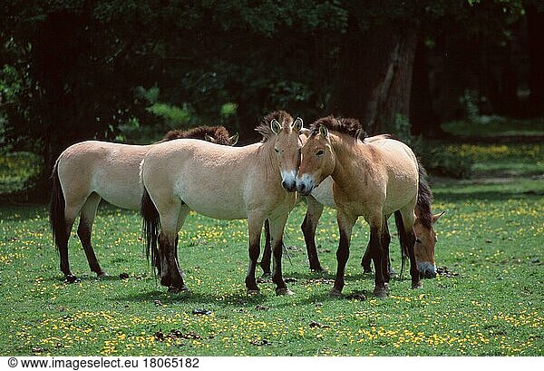 Przewalski-Pferde (Equus przewalskii)  Paar  Przewalski's Wild Horses  pair (Säugetiere) (mammal animals) (Huftiere) (hoofed animals) (Pferde) (horses) (Pferdeartige) (equids) (Unpaarhufer) (asia) (außen) (outdoor) (Wiese) (meadow) (stehen) (standing) (zärtlich) (tender) (adult) (couple) (zwei) (two) (Gruppe) (group) (four) (Querformat) (horizontal) (Zuneigung) (affection)