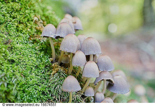 Psilocybe Mushrooms In A Beech Tree Trunk