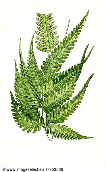 Pteris quadriaurita var argyraea  fern. Fern  Plant  Historic  digitally restored reproduction of a 19th century original
