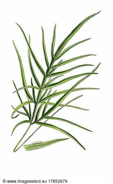 Pteris serrulata  Spider Fern. Spider fern  Hem fern  Plant  Historic  digitally restored reproduction of a 19th century original