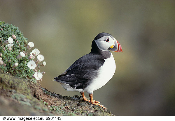 Puffin Wales