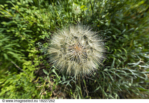 Puffy seed bloom of thistle plant 