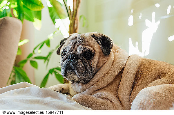 Pug breed dog resting on the sofa