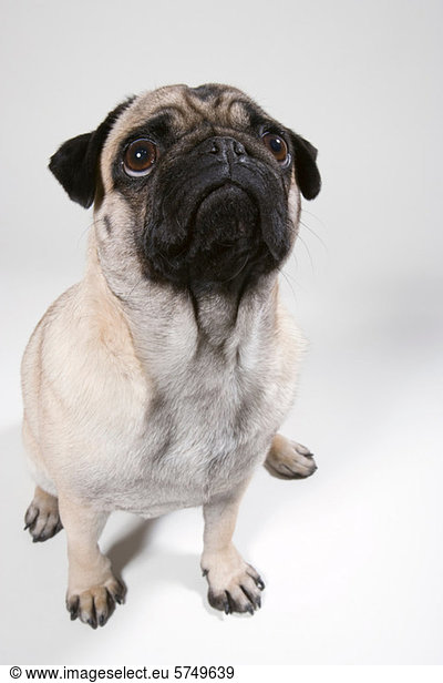Pug dog  portrait