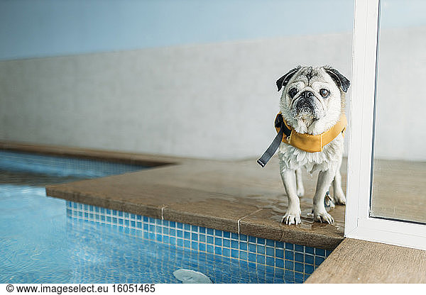 Pug dog wearing life jacket by swimming pool at physiotherapist center