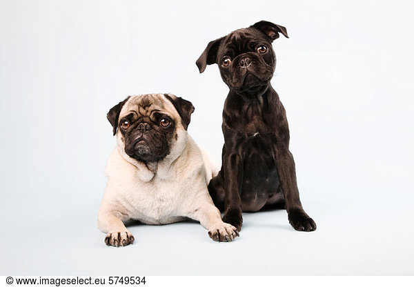 Pug dogs sitting down  portrait