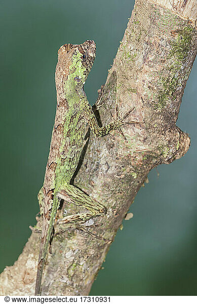 Pug-nosed anole lizard (Norops capito) camouflaged  Costa Rica  Central America