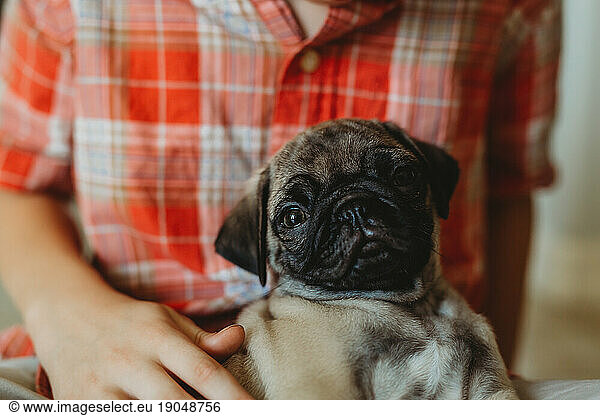 Pug Puppy