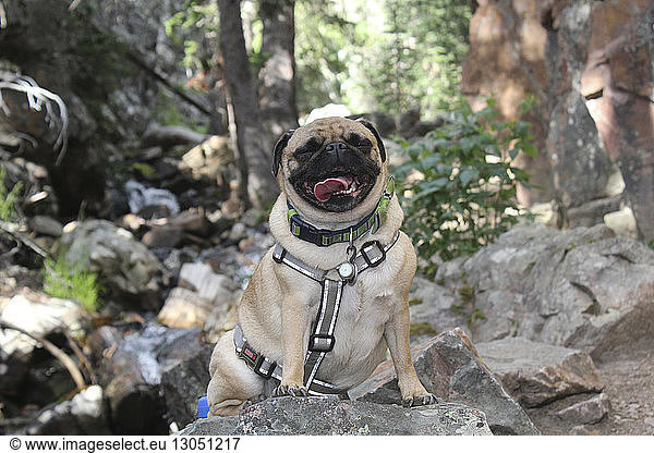 Pug sticking out tongue while sitting on rock in forest