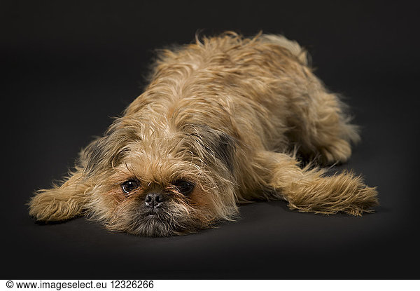 Pug-Terrier cross dog resting on black background
