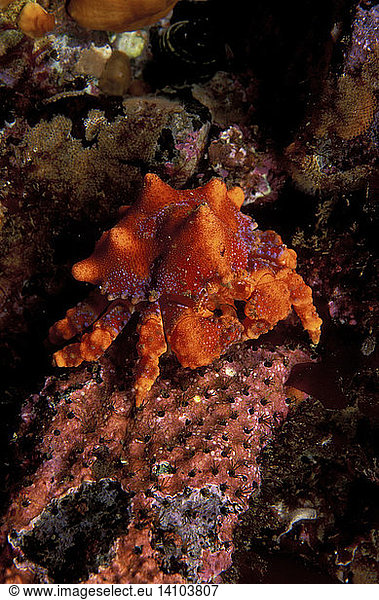 Puget Sound King Crab