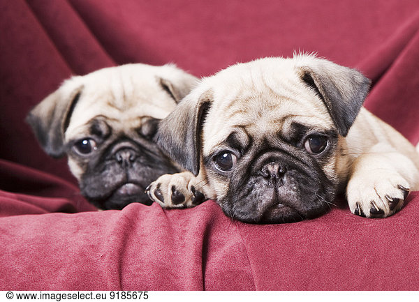 Pugs sitting on sofa