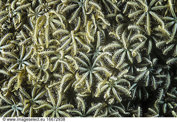 Pules-Koralle (Anthelia sp.)  eine Art von Weichkoralle  Madagaskar.