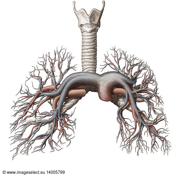 Pulmonary veins and arteries Pulmonary veins and arteries, illustration ...