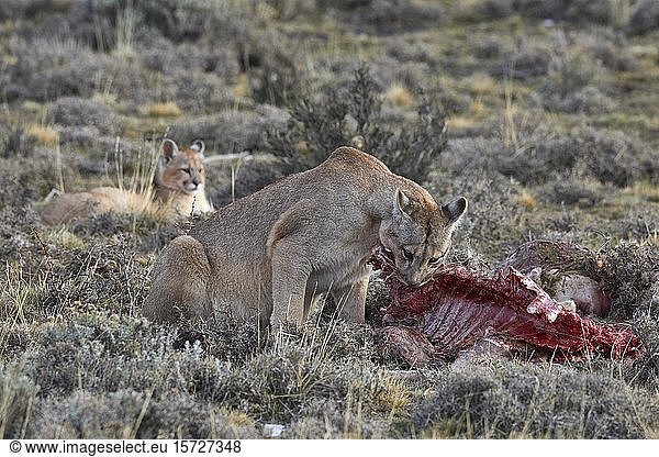 Puma (Cougar concolor)  Muttertier frisst am Kadaver eines erbeuteten Guanakos (Llama guanicoe)  Aufzucht von Jungtieren  Torres del Paine National Park  Patagonien  Chile  Südamerika