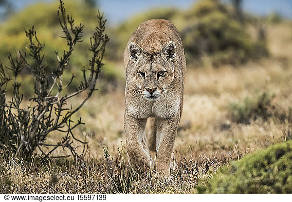 Puma mit verletztem Auge bei einem Spaziergang durch die Landschaft in Südchile; Chile