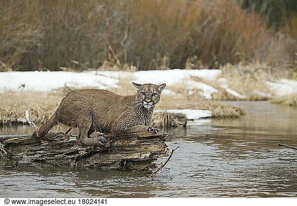 Puma (Puma concolor)  erwachsen  mit Krallen  die sich am Baumstamm im Strom festhalten  Montana  U. S. A. Februar (in Gefangenschaft)