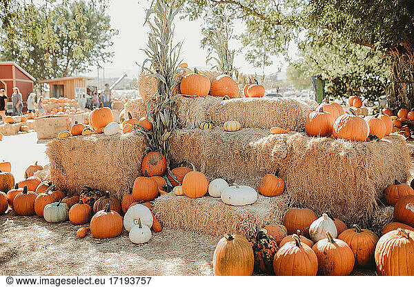 Pumpkin display for pumpkin patch for fall