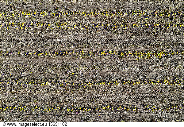 Pumpkin field at harvesttime  aerial view