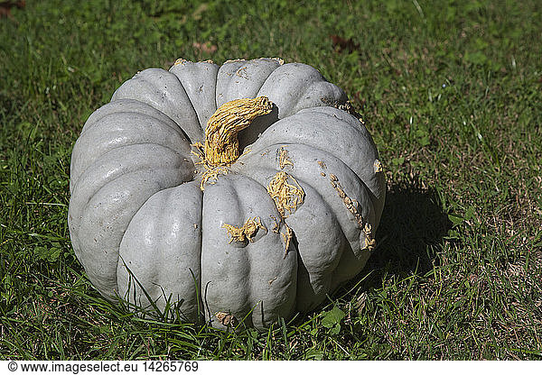 Pumpkin named ''Crioula Pataka''  Cucurbita  it can grow up to 12 Kg.