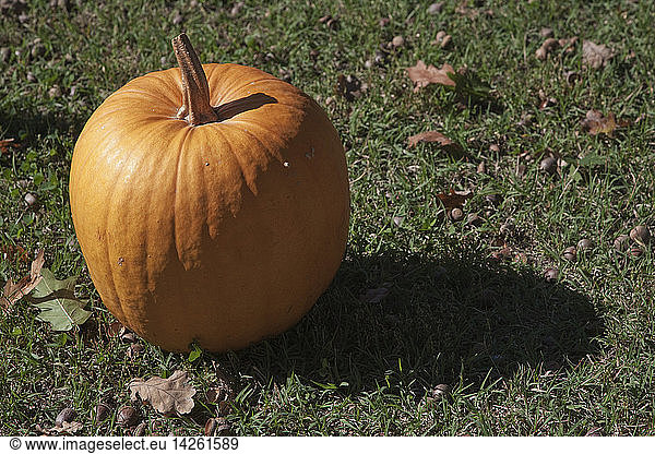 Pumpkin named ''Halloween''  Cucurbita  it can grow up to 9 Kg.