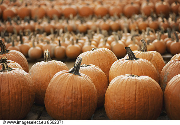 Pumpkins arranged in rows to be hardened off and dried. Organic farm.