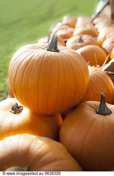 Pumpkins (Cucurbita) on sale for Halloween