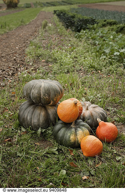 Pumpkins in field