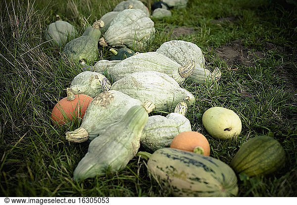 Pumpkins lying on ground