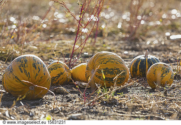 Pumpkins on a field at harvesttime