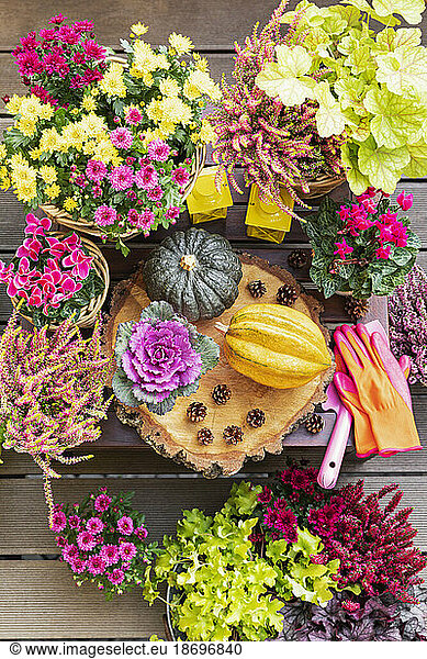 Pumpkins  pine cones and potted autumn flowers