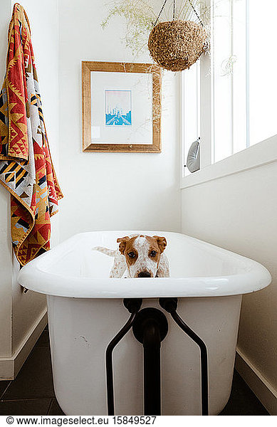 puppy looks out over a claw foot tub  bath time in white bathroom