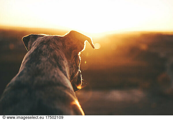 Purebred American Terrier dog looking at sunset