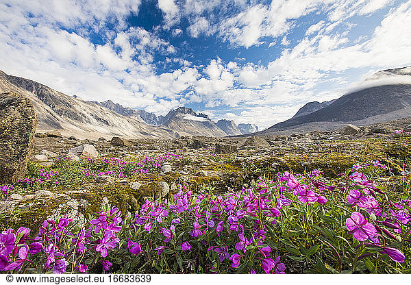 Purple alpine flowers and dramatic mountain landscape  Akshayak Pass.