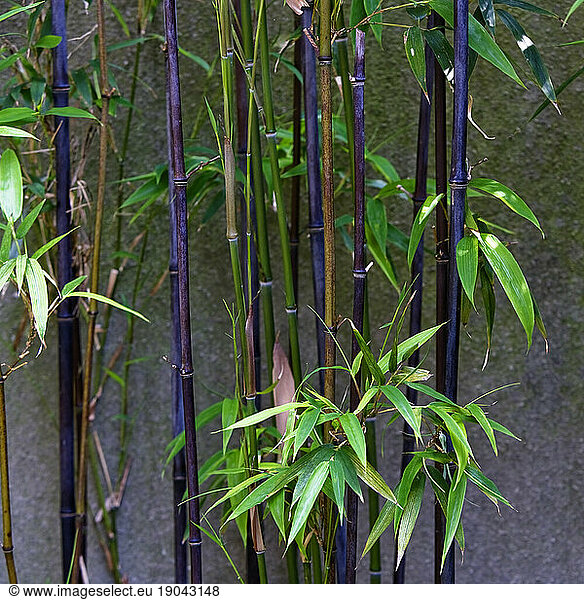 Purple bamboo and green leaves.