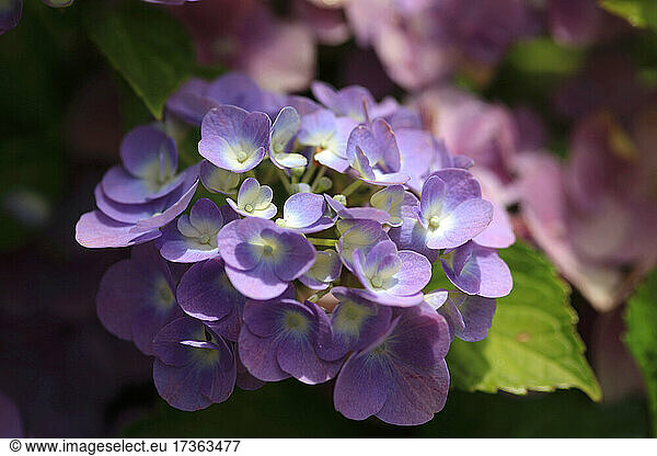 Purple blooming hydrangea