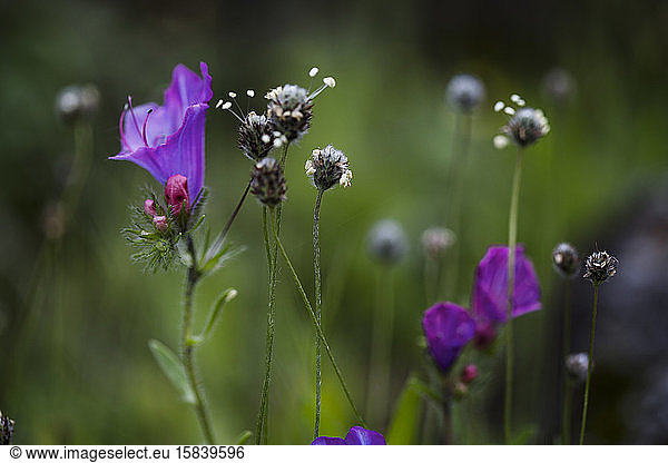 Purple Blossoms and seeds in a meadow on La Gomera  Spain.