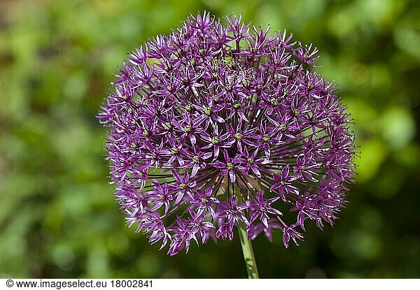 Purple flower head of (Allium) 'Sensation'  an ornamental garden bulb  Berkshire  England  United Kingdom  Europe