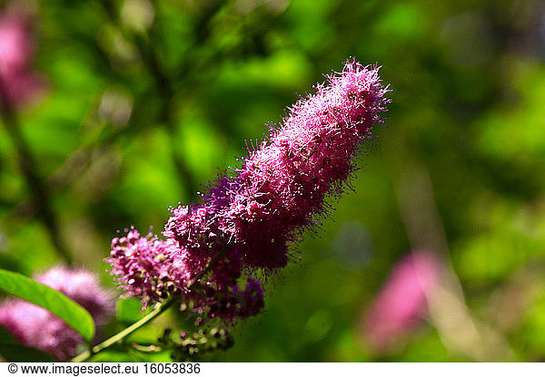 Purple flower on Spiraea billiardii bush