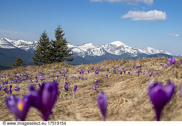 Purple flowers against snowy mountains