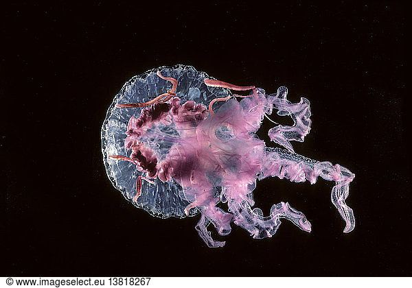 Purple jelly  Pelagia noctiluca  at night  New South Wales  Australia