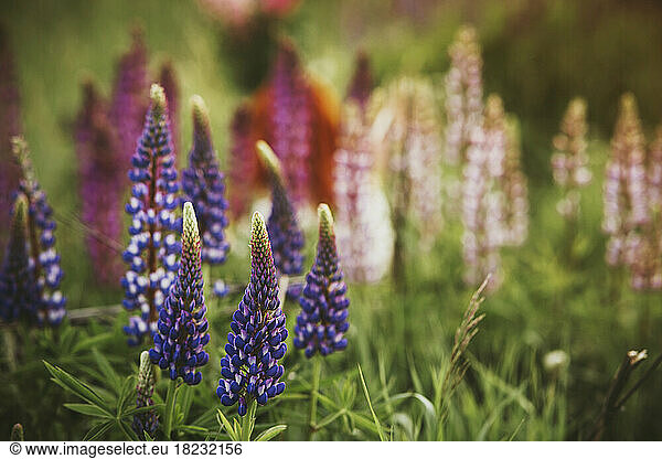 Purple lupin flowers on field