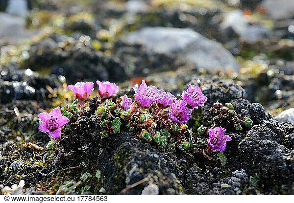 Purple saxifrage (Saxifraga oppositifolia)  Devon Island  Nunavut  Canada  Opposite-leaved saxifrage  Devon Island  North America
