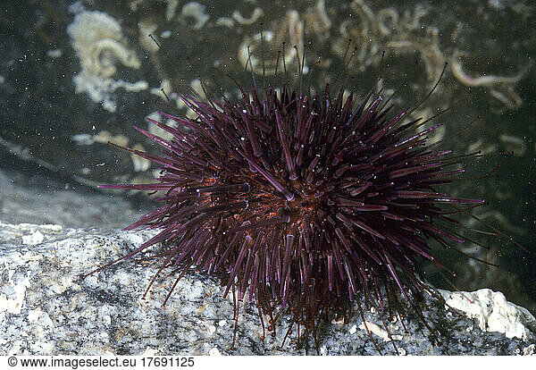 Purple sea urchin (Paracentrotus lividus) on the bottom  Mediterranean Sea