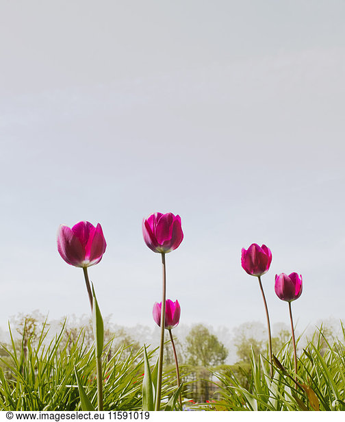 Purple tulips in park  close up