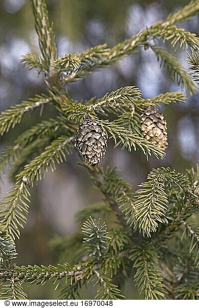 Purpurzapfenfichte (Picea purpurea). Hybrid zwischen Picea likiangensis und Picea wilsonii wahrscheinlich. Synonym: Picea likiangensis Purpurea.